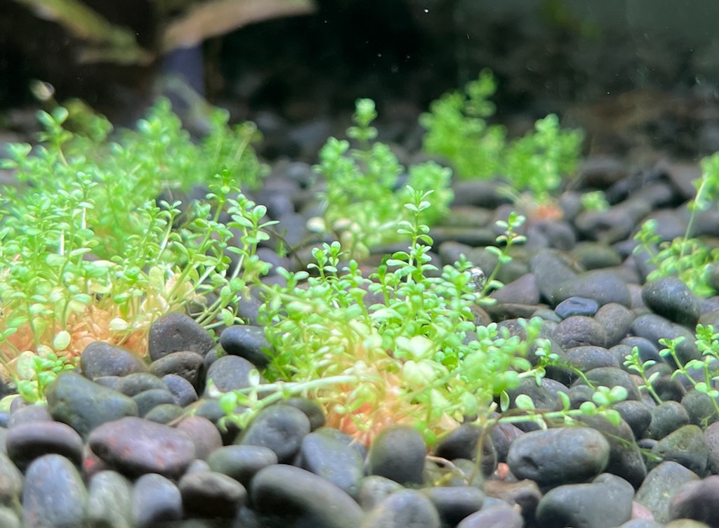 植栽直後のキューバパールグラス