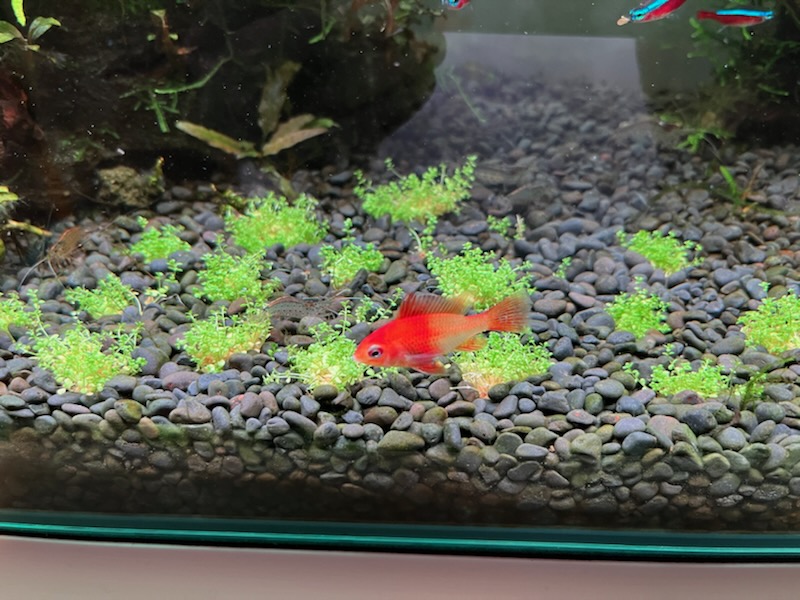 キューバパールグラスを植栽 - ヤマトヌマエビ繁殖のあれこれ