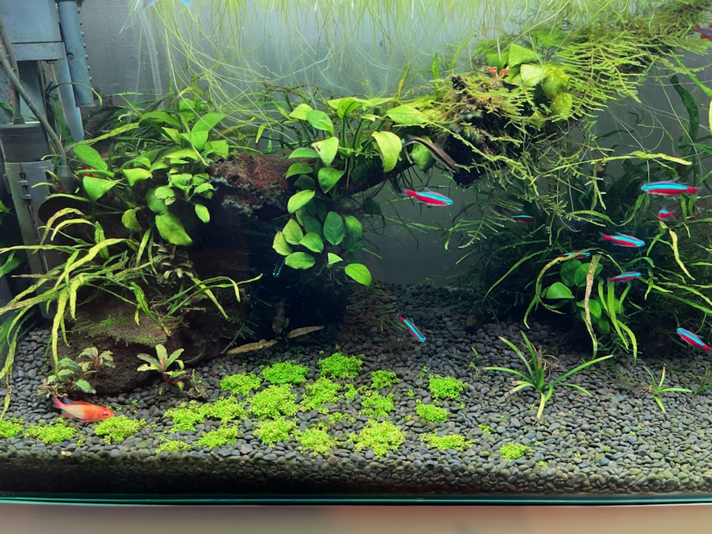 キューバパールグラスとは 動植物の人気 最新記事を集めました はてな