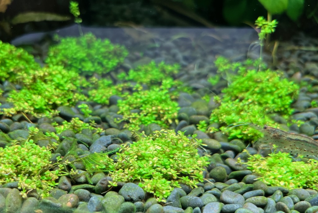 植栽2ヶ月目のキューバパールグラス