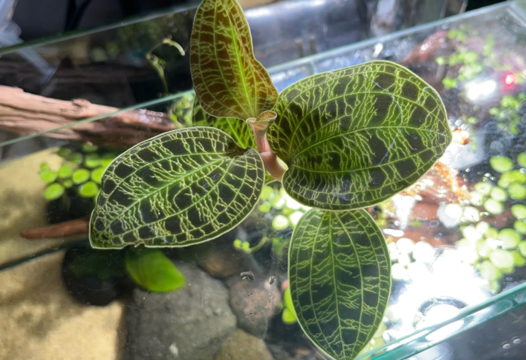 マコデスペトラを植栽 - ヤマトヌマエビ繁殖のあれこれ