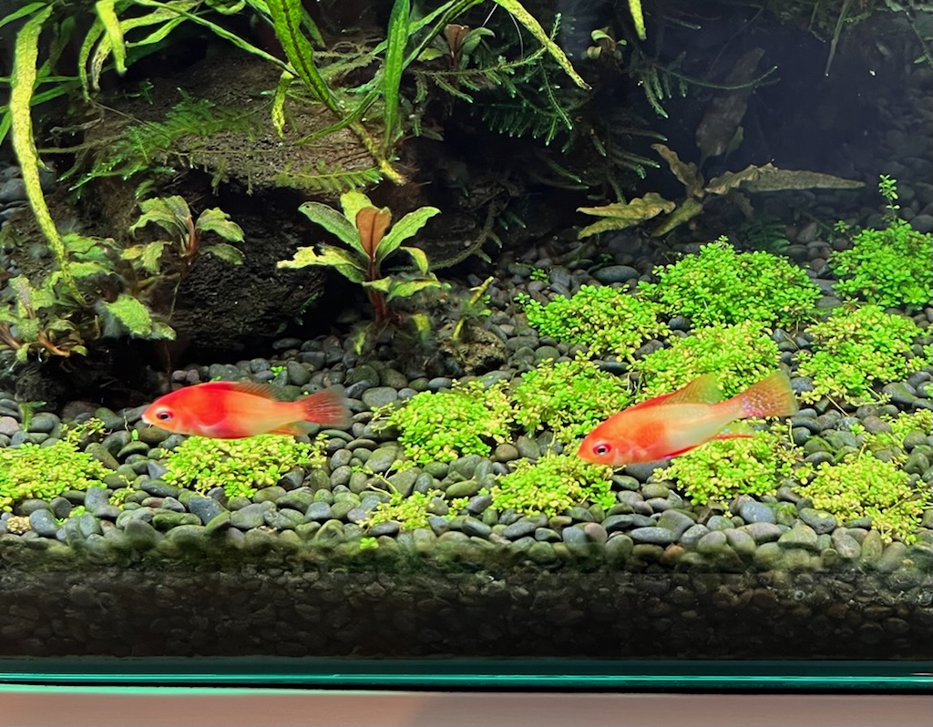 植栽2ヶ月目のキューバパールグラス2