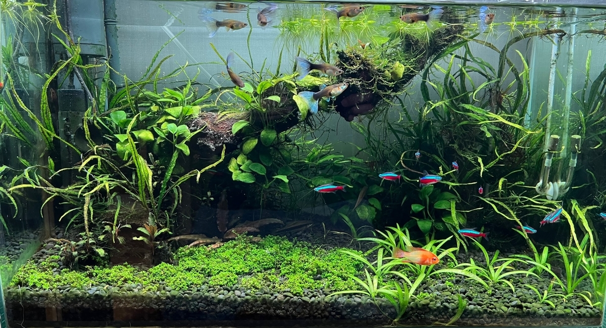 植栽4ヶ月目のキューバパールグラス
