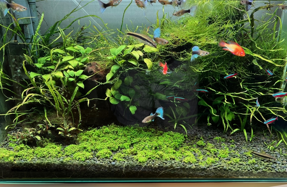 植栽5ヶ月目のキューバパールグラス