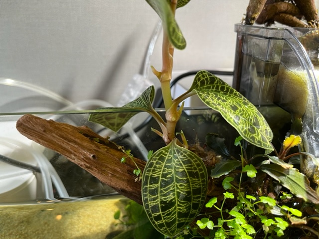 マコデスペトラ植栽6ヶ月目 - ヤマトヌマエビ繁殖のあれこれ