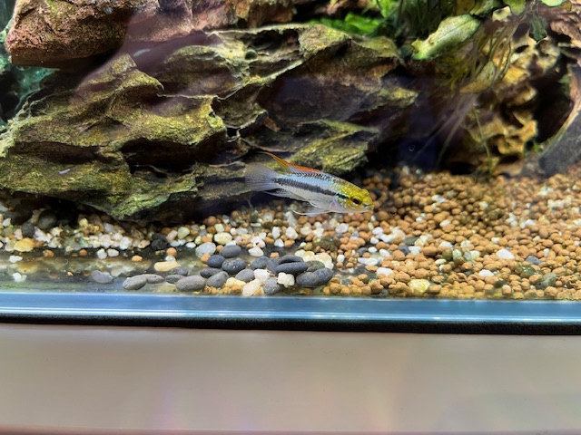 アピストグラマ トリファスキアータの稚魚 浮上後4ヶ月目 ペアは3回目