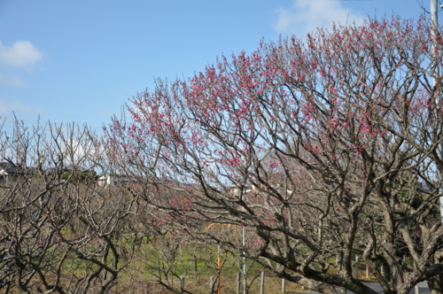 習志野梅林園