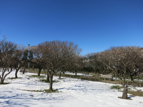 雪の残る習志野梅林園