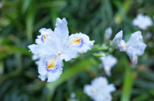 シャガの花