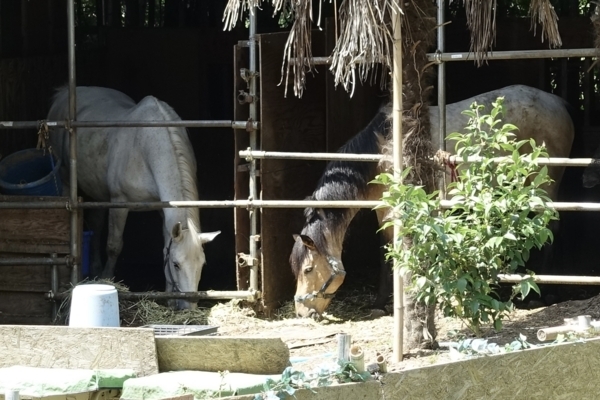 馬小屋