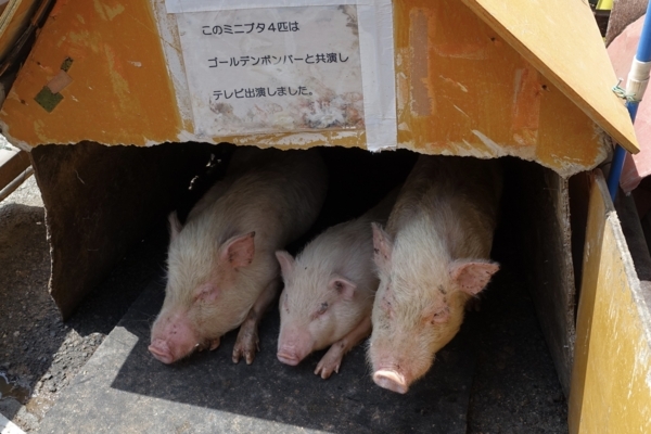 ミニブタ