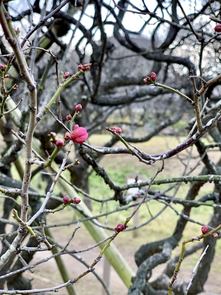 紅梅の蕾