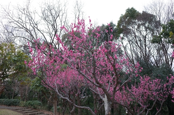 青葉の森公園の梅園 