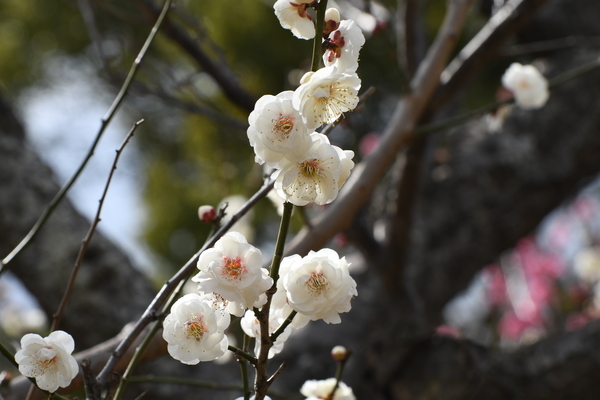 青葉の森公園の梅園 