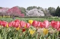 チューリップと吉高大桜