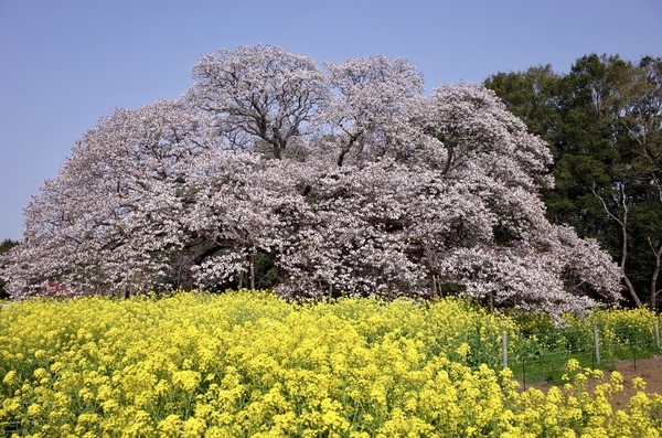 菜の花と吉高大桜