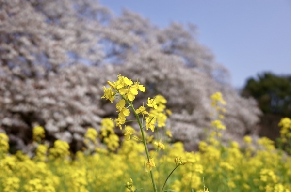 菜の花と吉高大桜