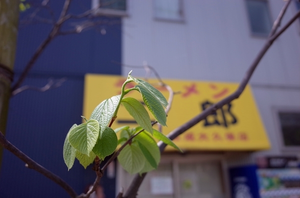 眉二郎のテントとと白雲木