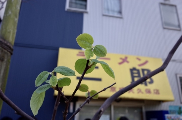 なぜか新芽を吹く白雲木と眉二郎のテント