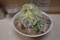 小ラーメン(700円)自動ヤサイ