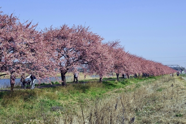 八千代新川千本桜