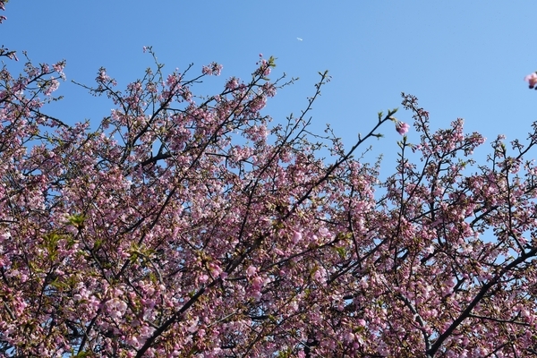 八千代新川千本桜