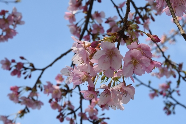 八千代新川千本桜3