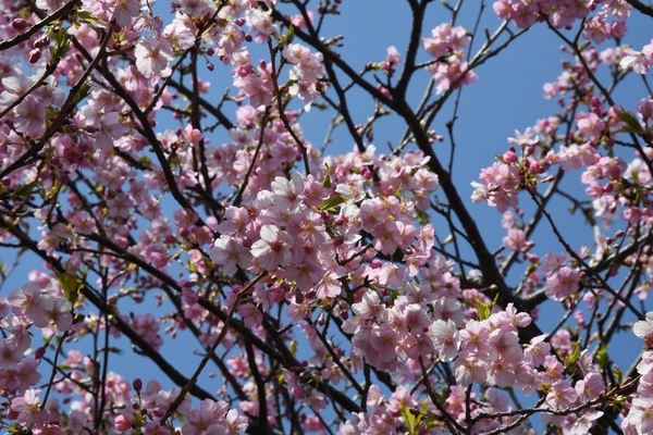 八千代新川千本桜2