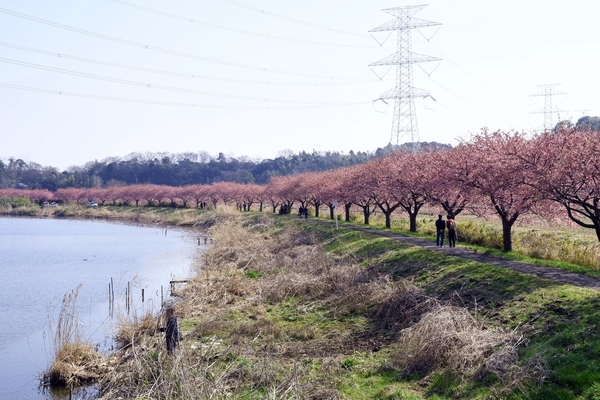 八千代新川千本桜1