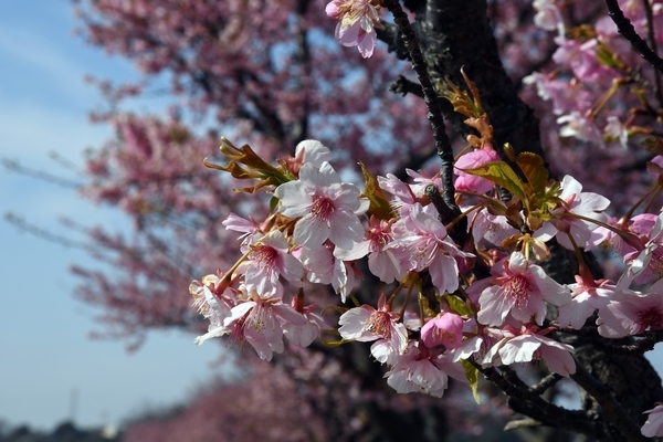 八千代新川千本桜4