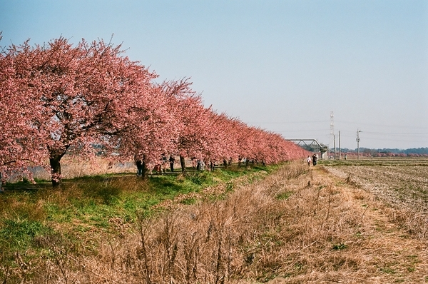 F3で撮った八千代新川千本桜1