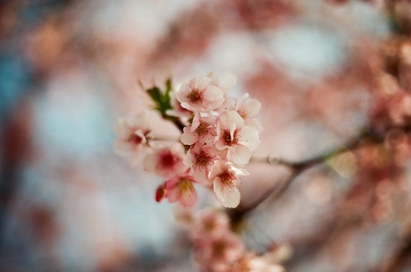 F3で撮った八千代新川千本桜3