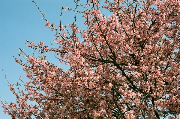 F3で撮った八千代新川千本桜2