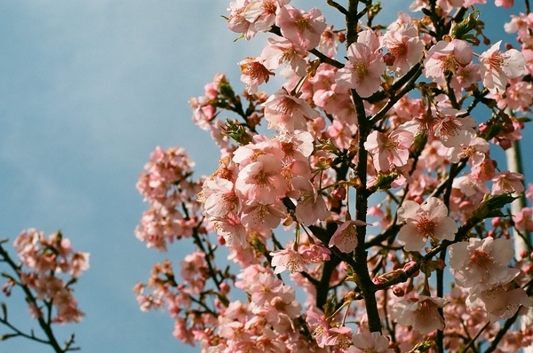 F3で撮った八千代新川千本桜4