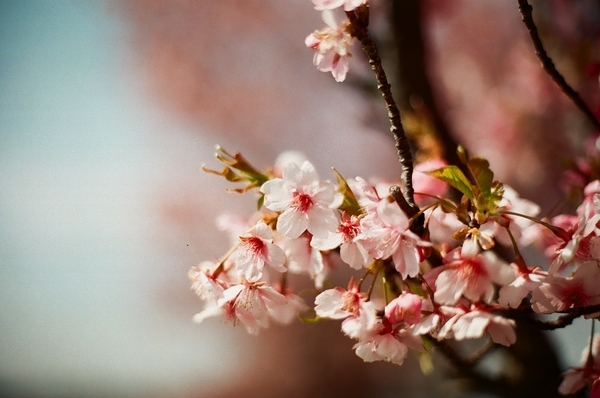 F3で撮った八千代新川千本桜9