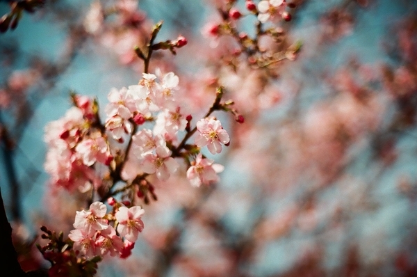 F3で撮った八千代新川千本桜8