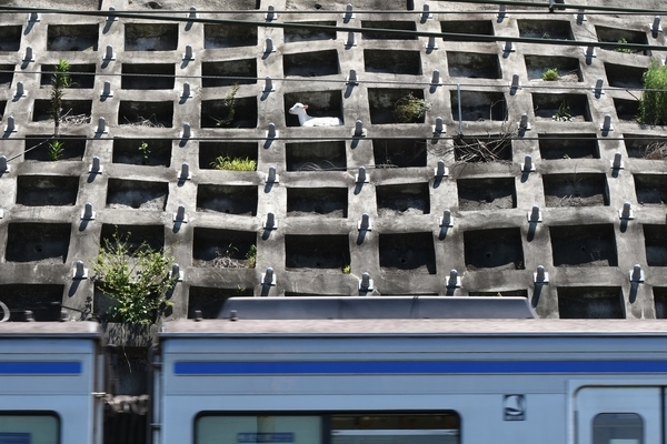 京成電車とポニョ