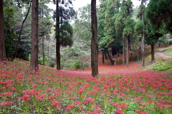 村上緑地公園の彼岸花(曼珠沙華)1