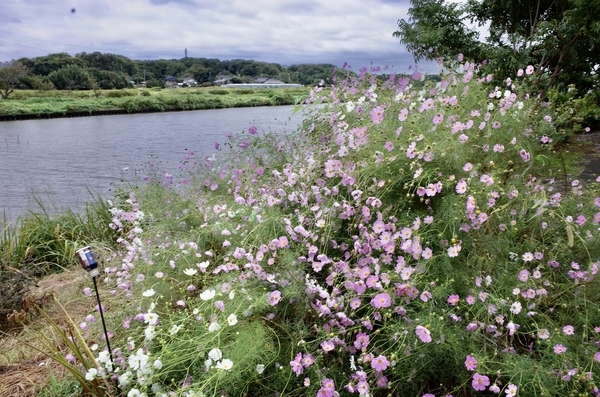 新川河原のコスモス