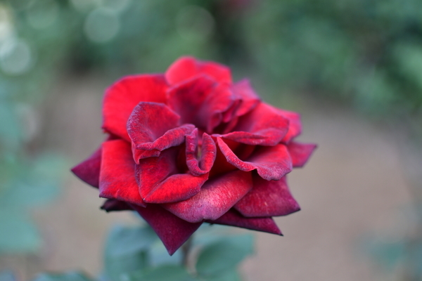 谷津バラ園の薔薇