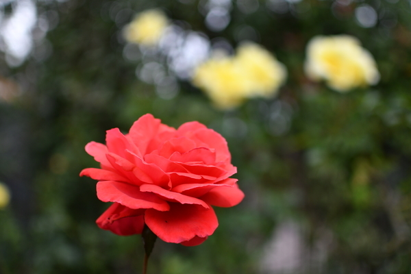 谷津バラ園の薔薇
