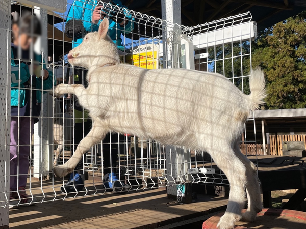 キャベツをねだるポニョ