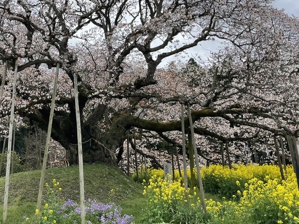 吉高の大桜2