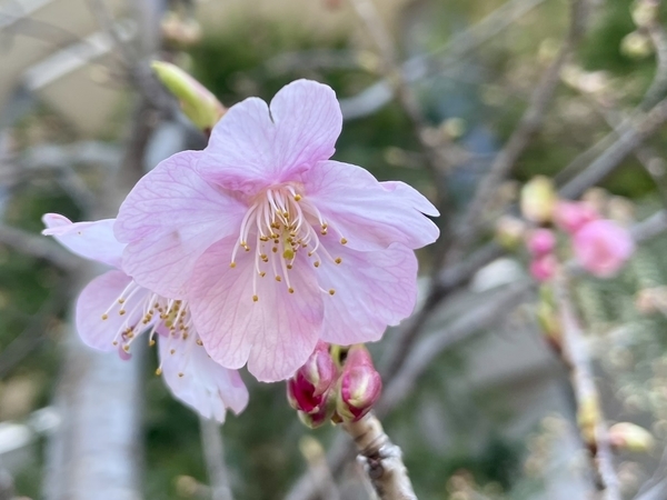 東京スクエアガーデンの河津桜1