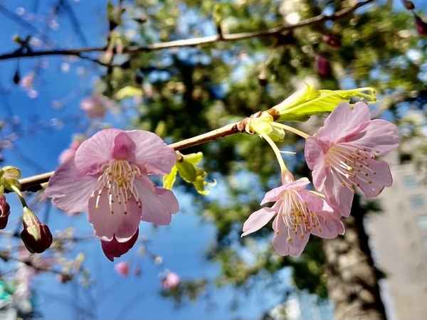 東京スクエアガーデンの河津桜4