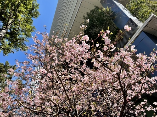 東京スクエアガーデンの河津桜