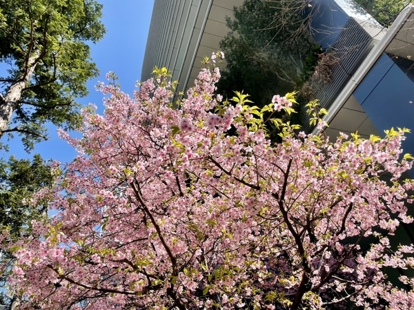 東京スクエアガーデンの河津桜