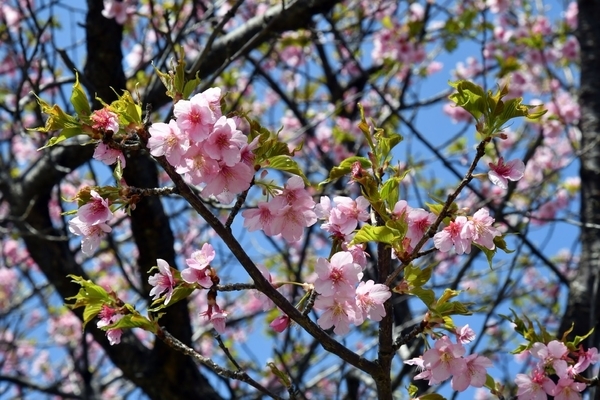 僅かに残っていた河津桜の花