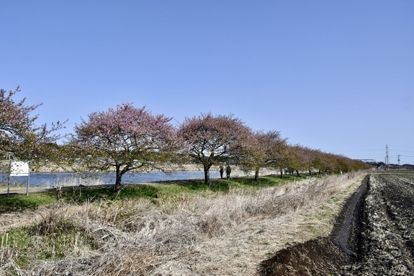 新川千本桜