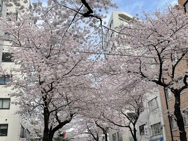 九段の桜